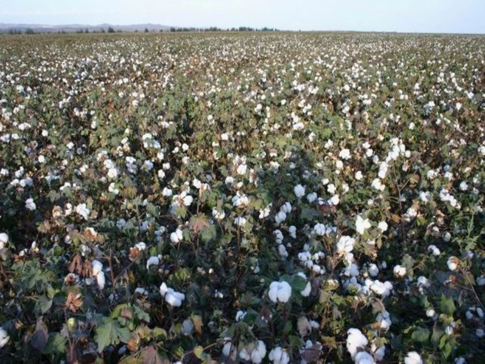 (部编)人教语文2011课标版一年级下册棉花姑娘-(26)_第2页