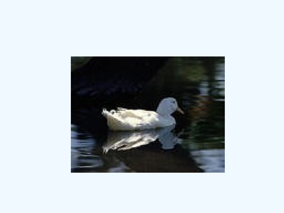 比尾巴.比尾巴_第3页