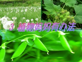 3植物妈妈有办法课件