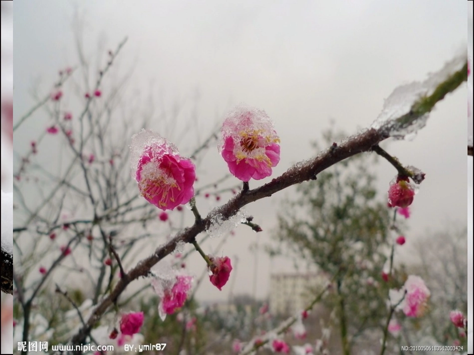 梅花魂ppt课件_第2页