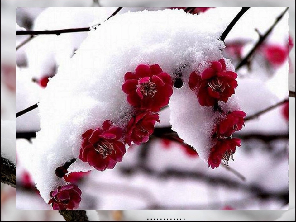 梅花魂ppt课件_第3页