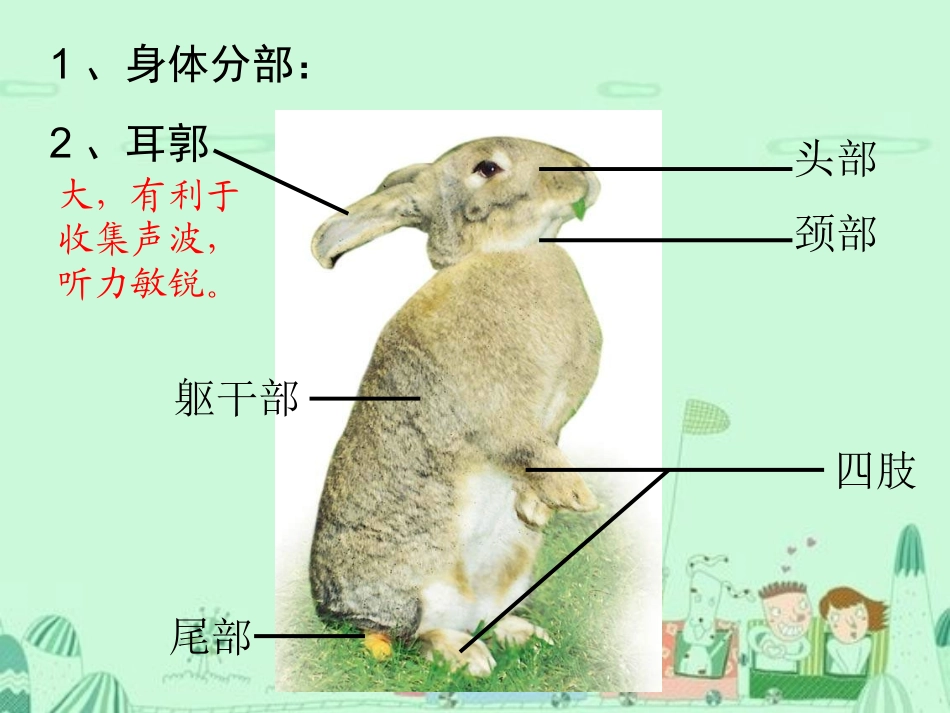 第九节哺乳类_第3页