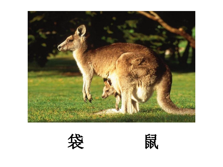 《10、松鼠与松果》_第2页