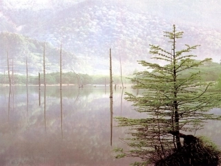 《10、松鼠与松果》