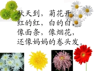 《看菊花》课件