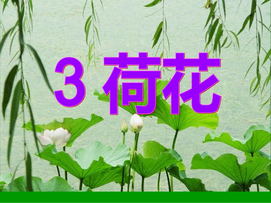 03《荷花》(人教版三年级语文下册)_第2页