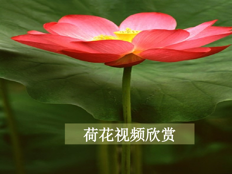 03《荷花》(人教版三年级语文下册)_第3页