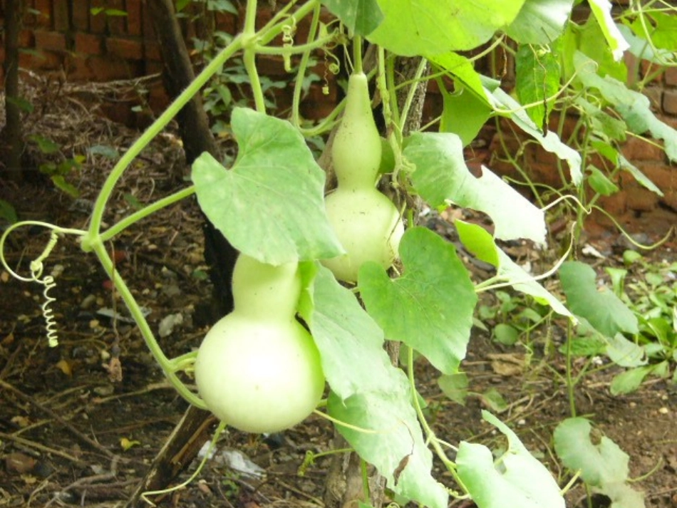 14我要的是葫芦-(2)_第1页