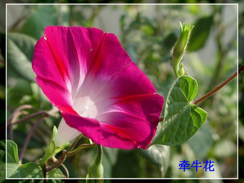 13花钟-(2)_第1页