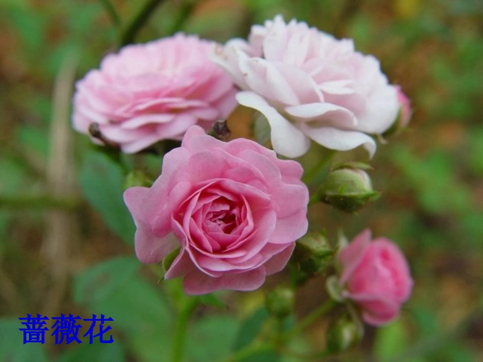 13花钟-(2)_第2页