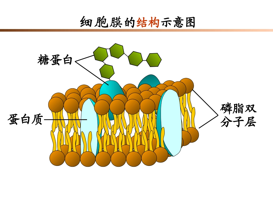 三物质进出细胞的方式_第2页