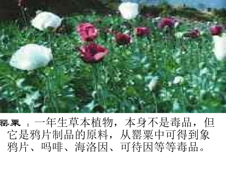 5.参与禁毒宣传活动-(3)_第3页