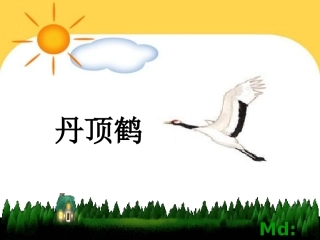 美丽的丹顶鹤(第一课时)