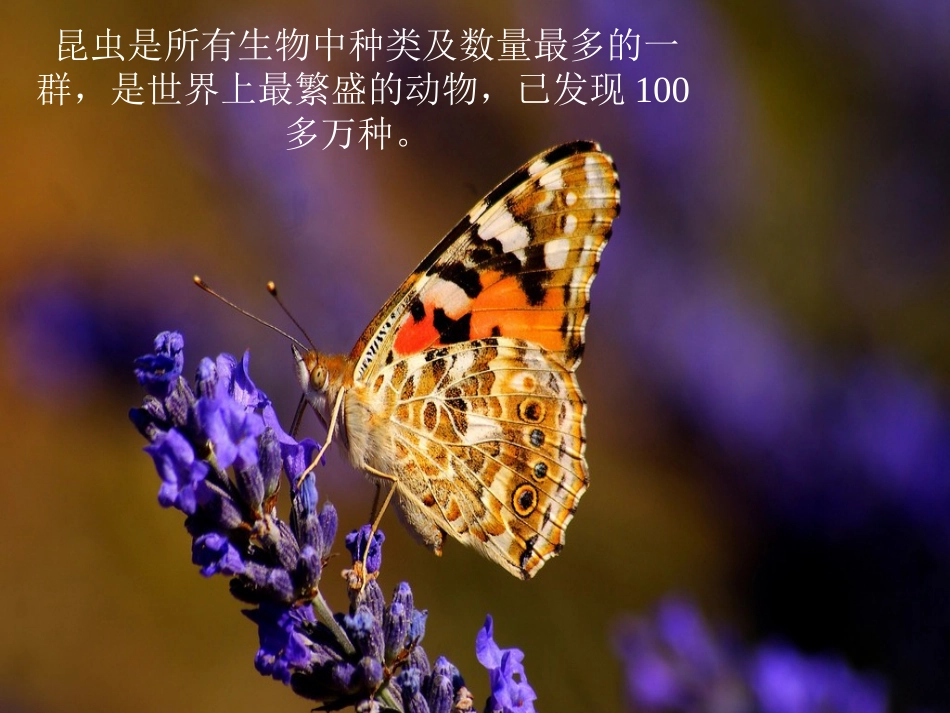 《昆虫的生活-形成认识》课件1_第3页