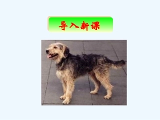 (部编)人教2011课标版一年级上册比尾巴.比尾巴