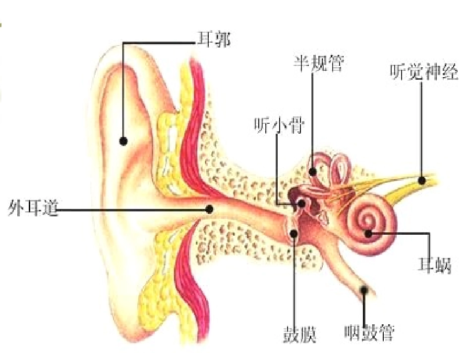 我们是怎样听到声音的_第3页