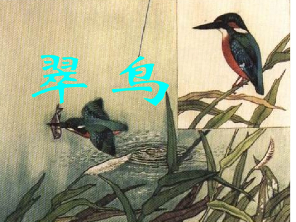 《翠鸟》课件_第3页