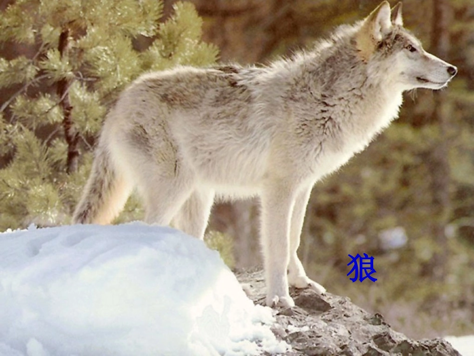 14狼和鹿的故事(这个最好)_第2页