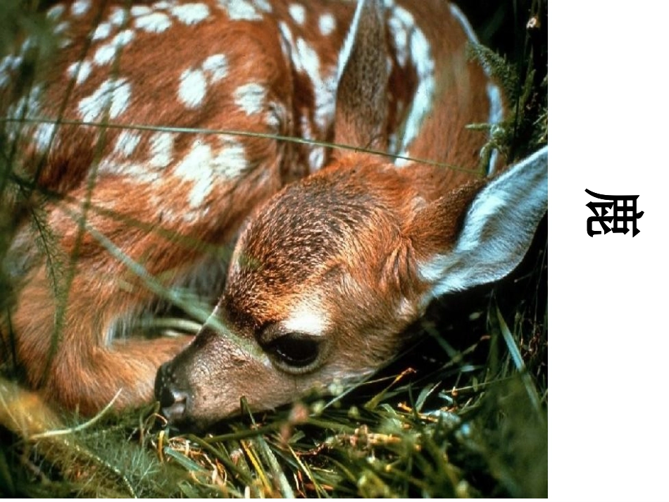 14狼和鹿的故事(这个最好)_第3页