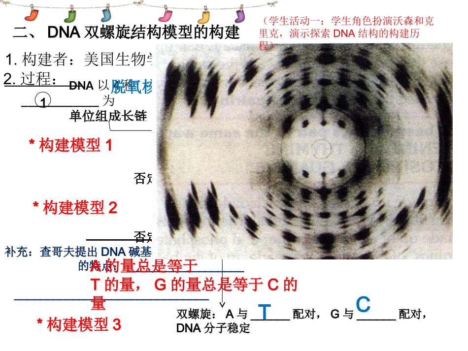 第二节DNA的分子结构和特点_第3页