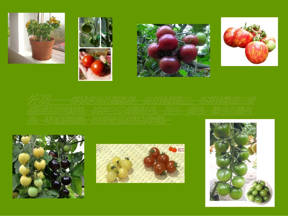 13.走近现代农业技术_第3页