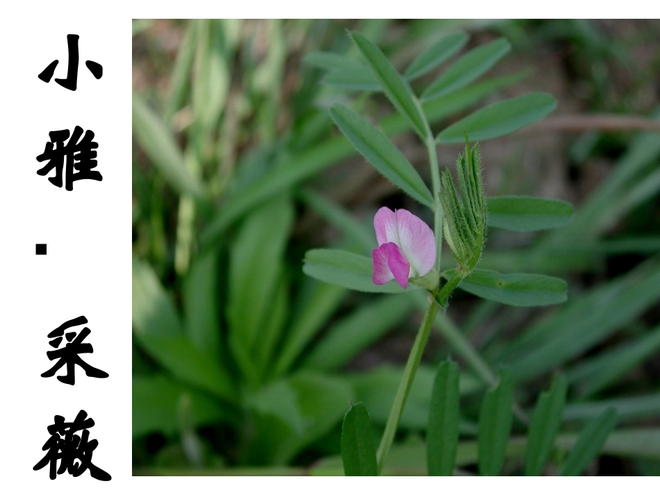 《采薇》课件_第2页