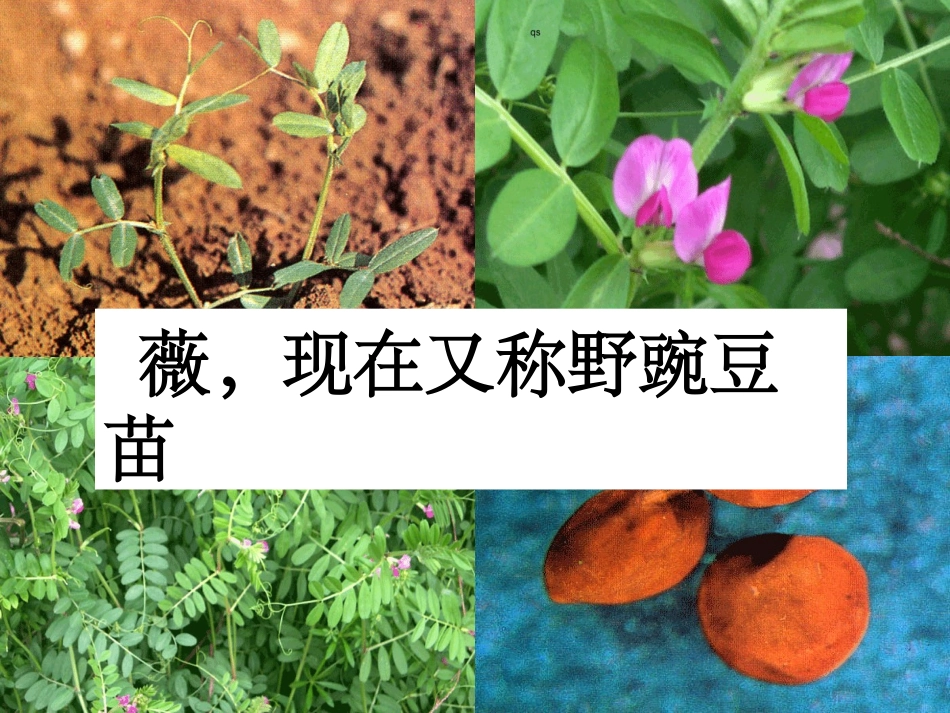 《采薇》课件_第3页