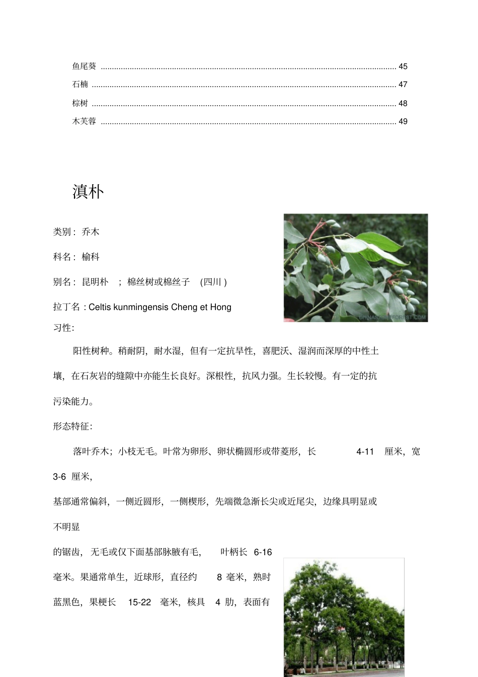 云南常见植物习性及病虫害_第2页