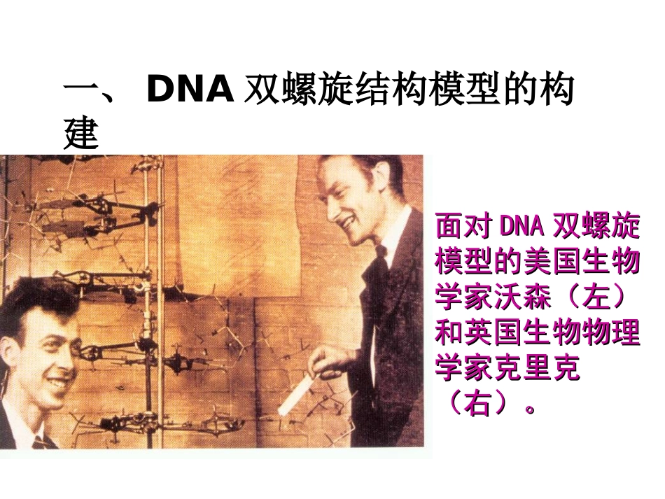 3.2DNA的分子结构_第2页