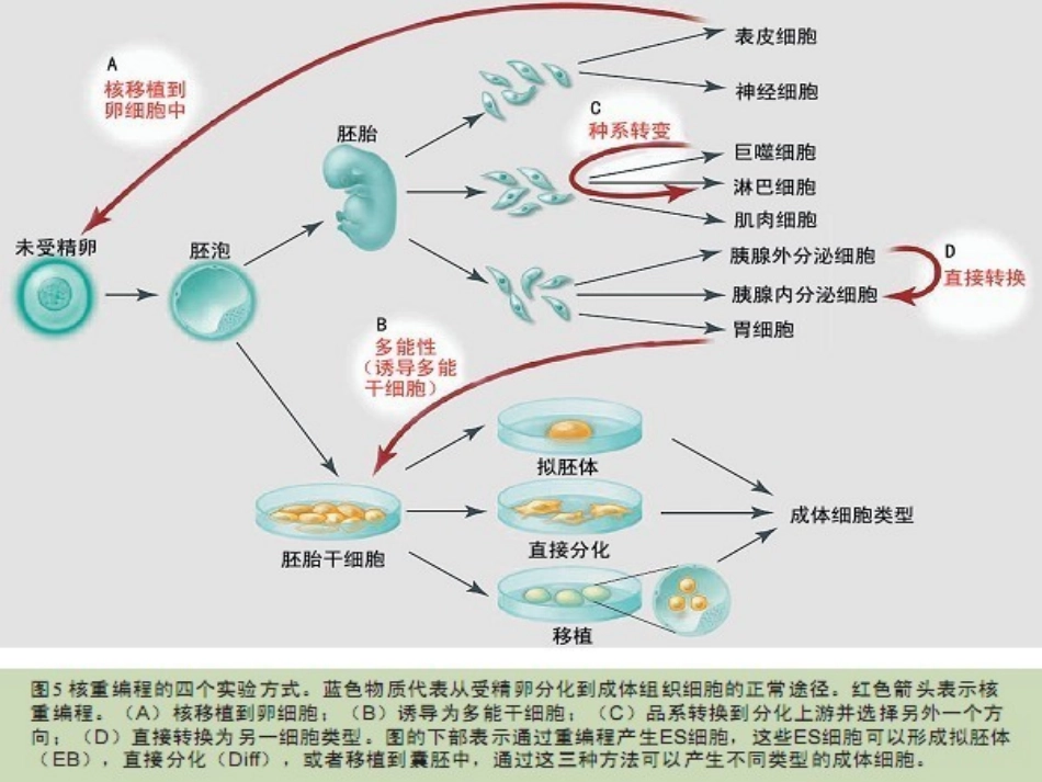13细胞的分化衰老凋亡和癌变_第3页