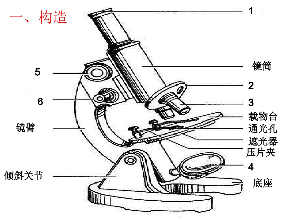 第二节细胞的形态和功能_第3页