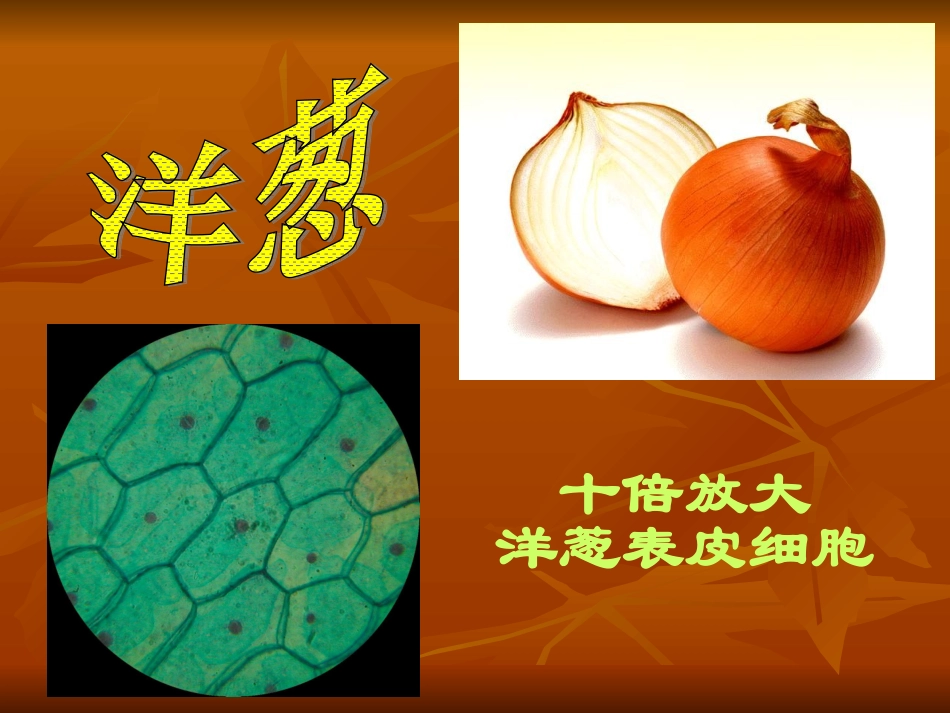 显微镜的观察及使用_第1页