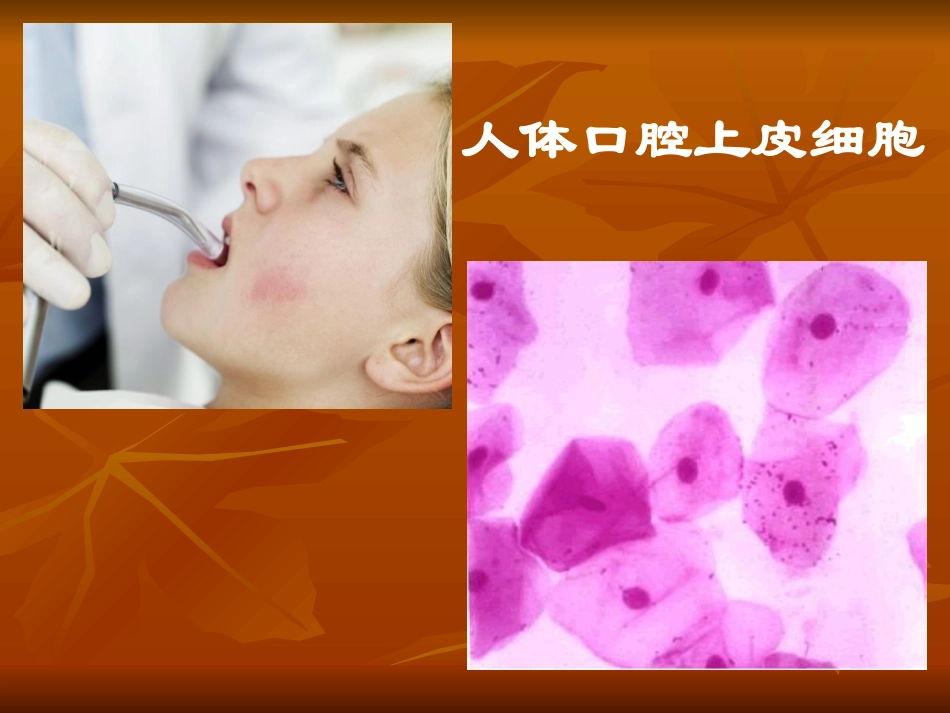 显微镜的观察及使用_第2页
