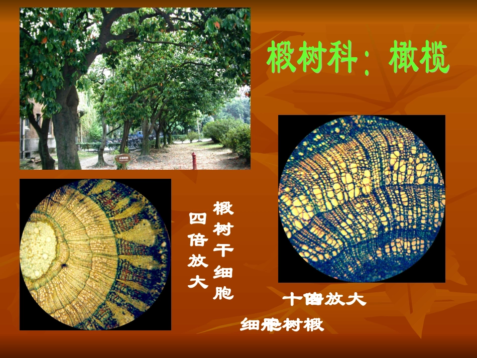 显微镜的观察及使用_第3页