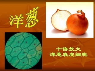 显微镜的观察及使用