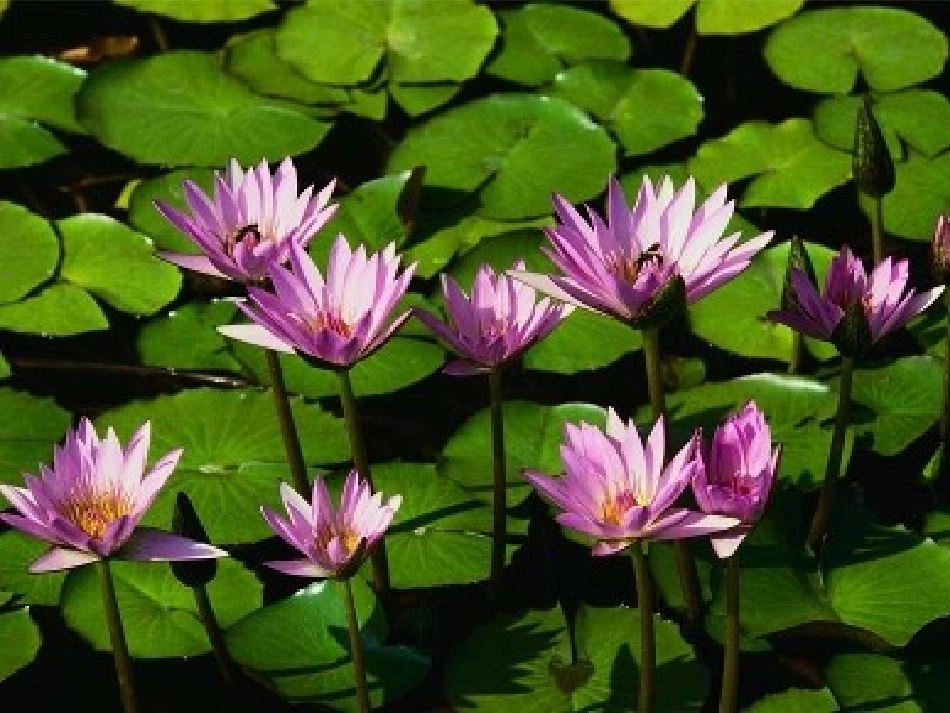 人美版小学美术四年级上册《生活与艺术中的花》课件_第2页