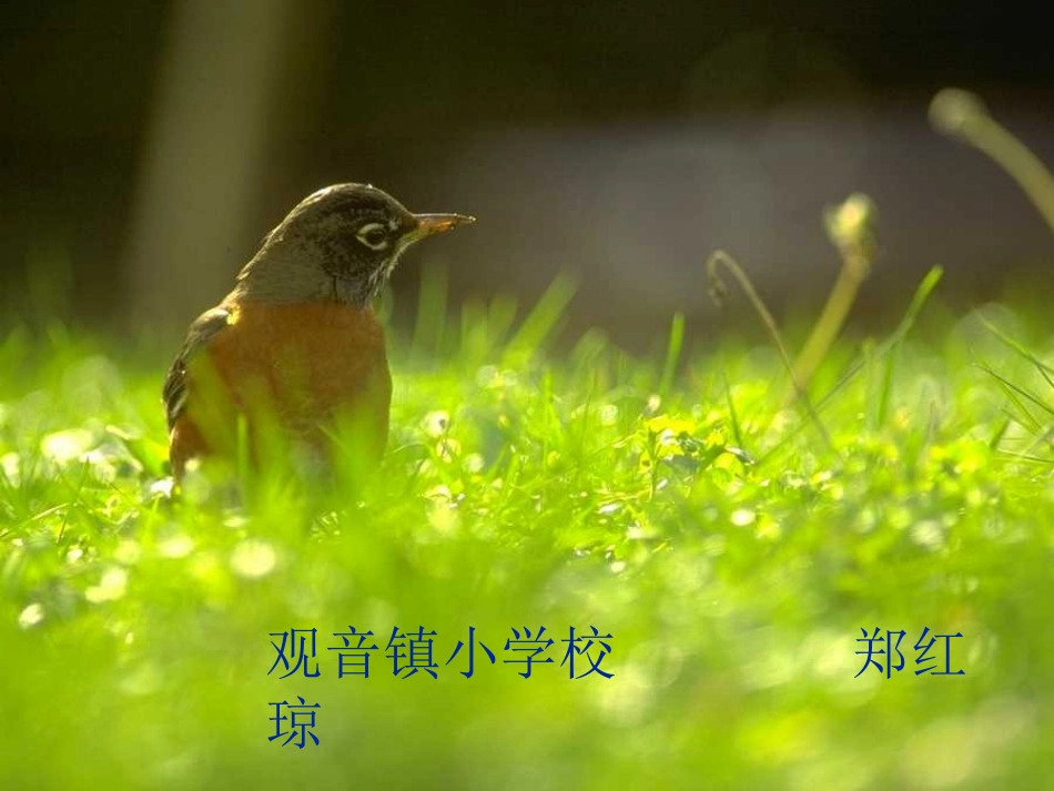 01《燕子》上课课件_第1页