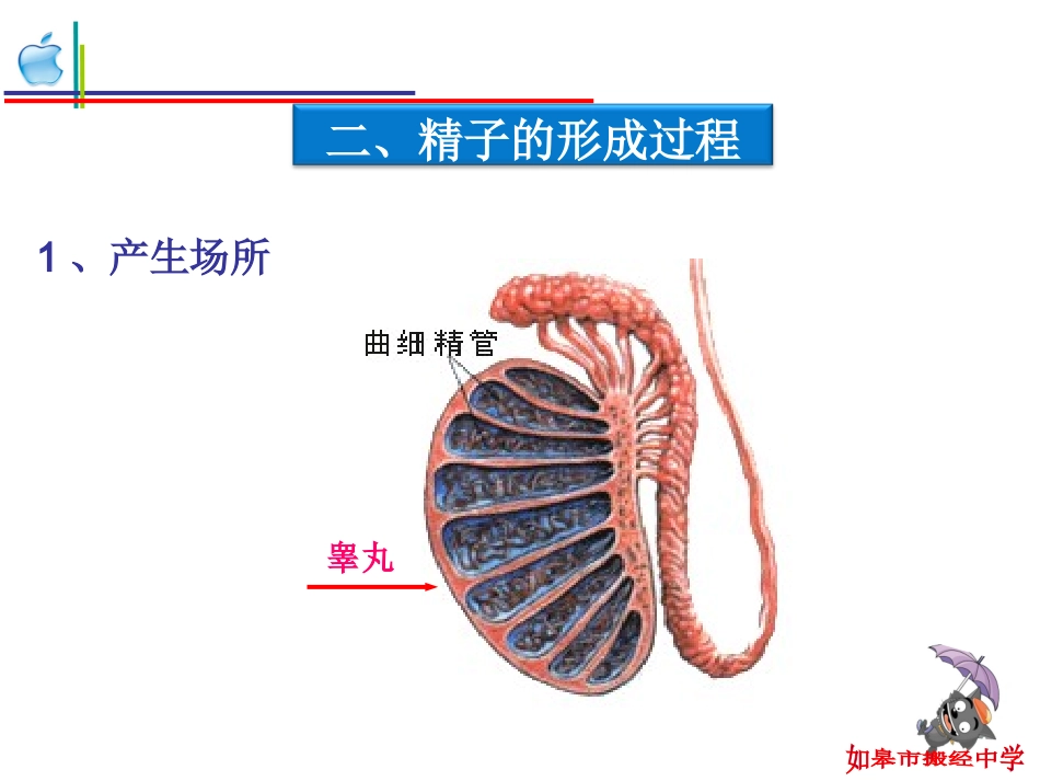 搬中减数分裂复习_第3页
