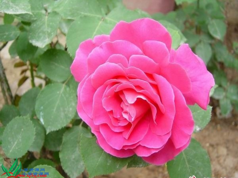 植物妈妈有办法第一、二、三课时_第2页