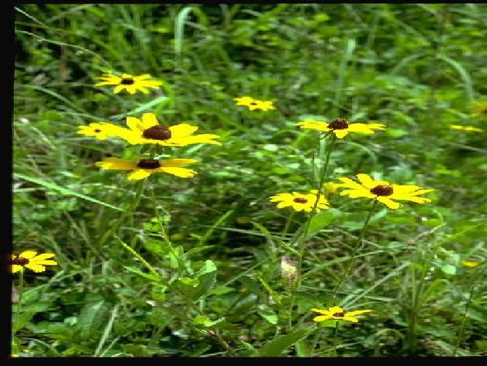 植物妈妈有办法第一、二、三课时_第3页