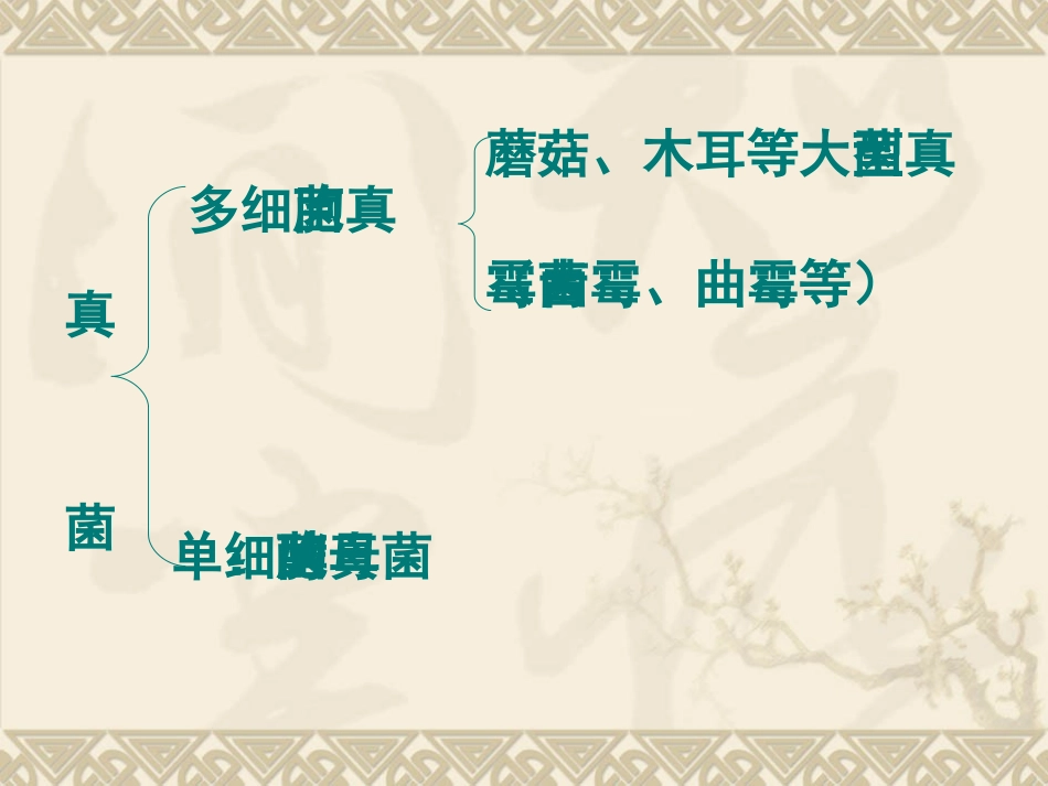 第三节-真菌-(2)_第3页