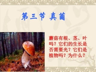 第三节-真菌-(2)