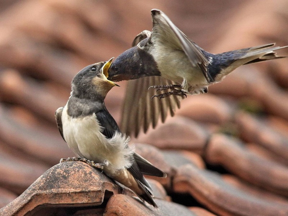 《小燕子进步了》课件2_第2页