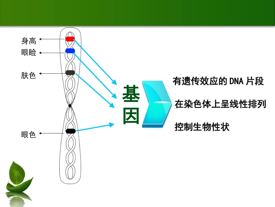 217基因指导蛋白质的合成_第3页