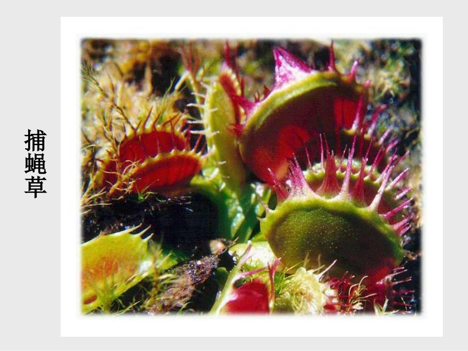 人美版小学三年级美术下册《吃虫草》课件3_第2页