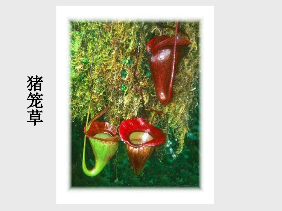 人美版小学三年级美术下册《吃虫草》课件3_第3页