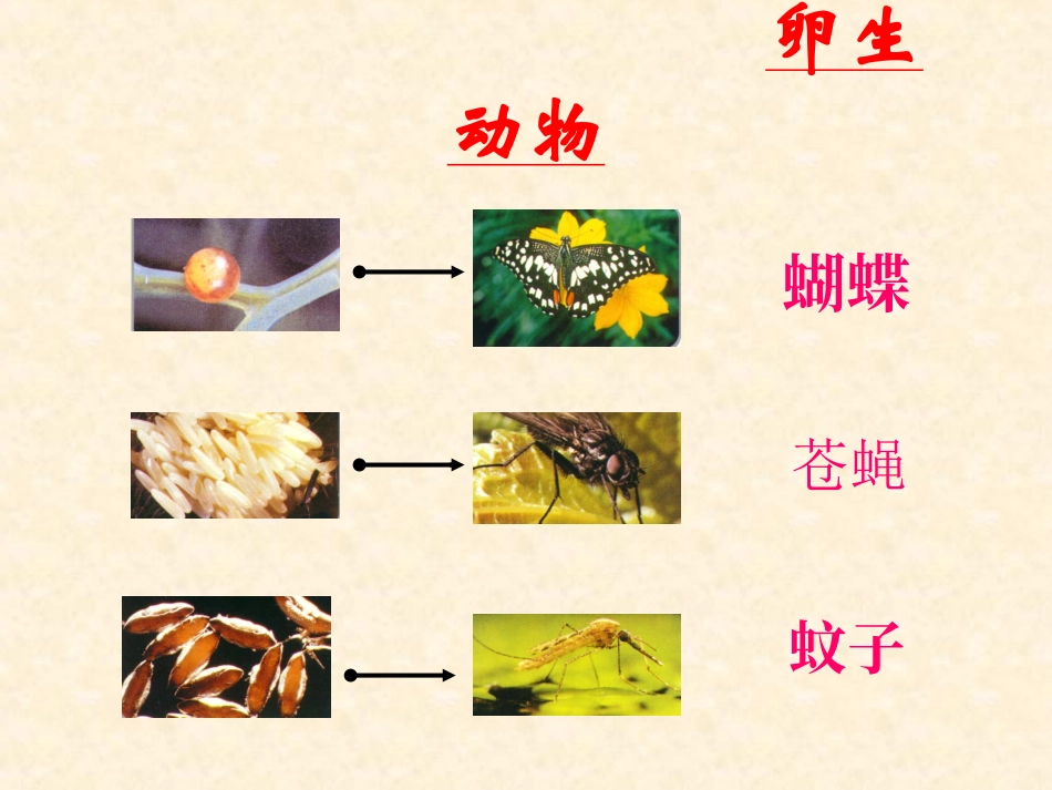 卵生动物与胎生动物_第2页