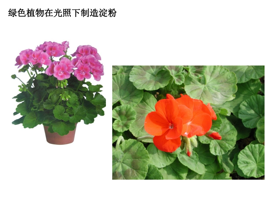 绿色植物如何获取能量_第3页