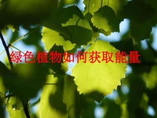 绿色植物如何获取能量