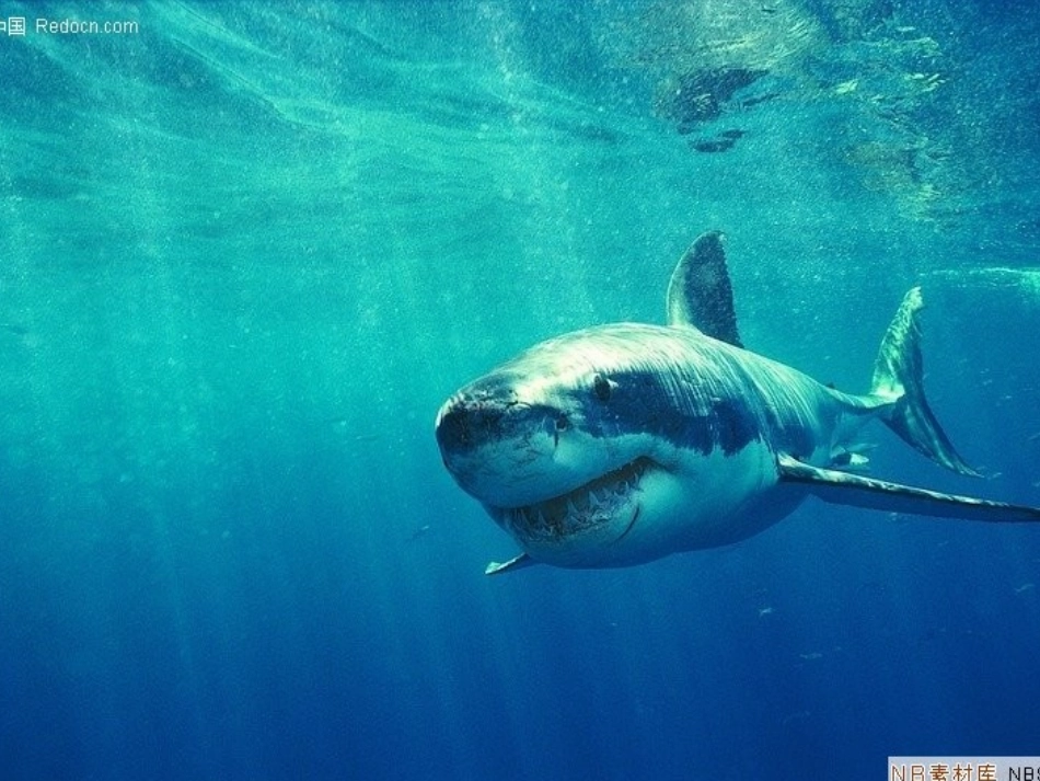 鲸-PPT课件_第1页